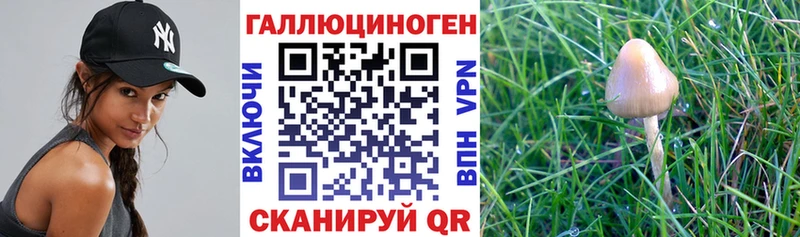 наркошоп Сим Псилоцибиновые грибы Magic Shrooms